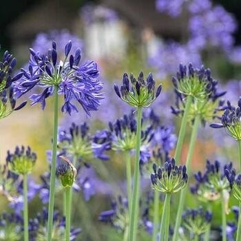 Agapanthus Blue Bayo