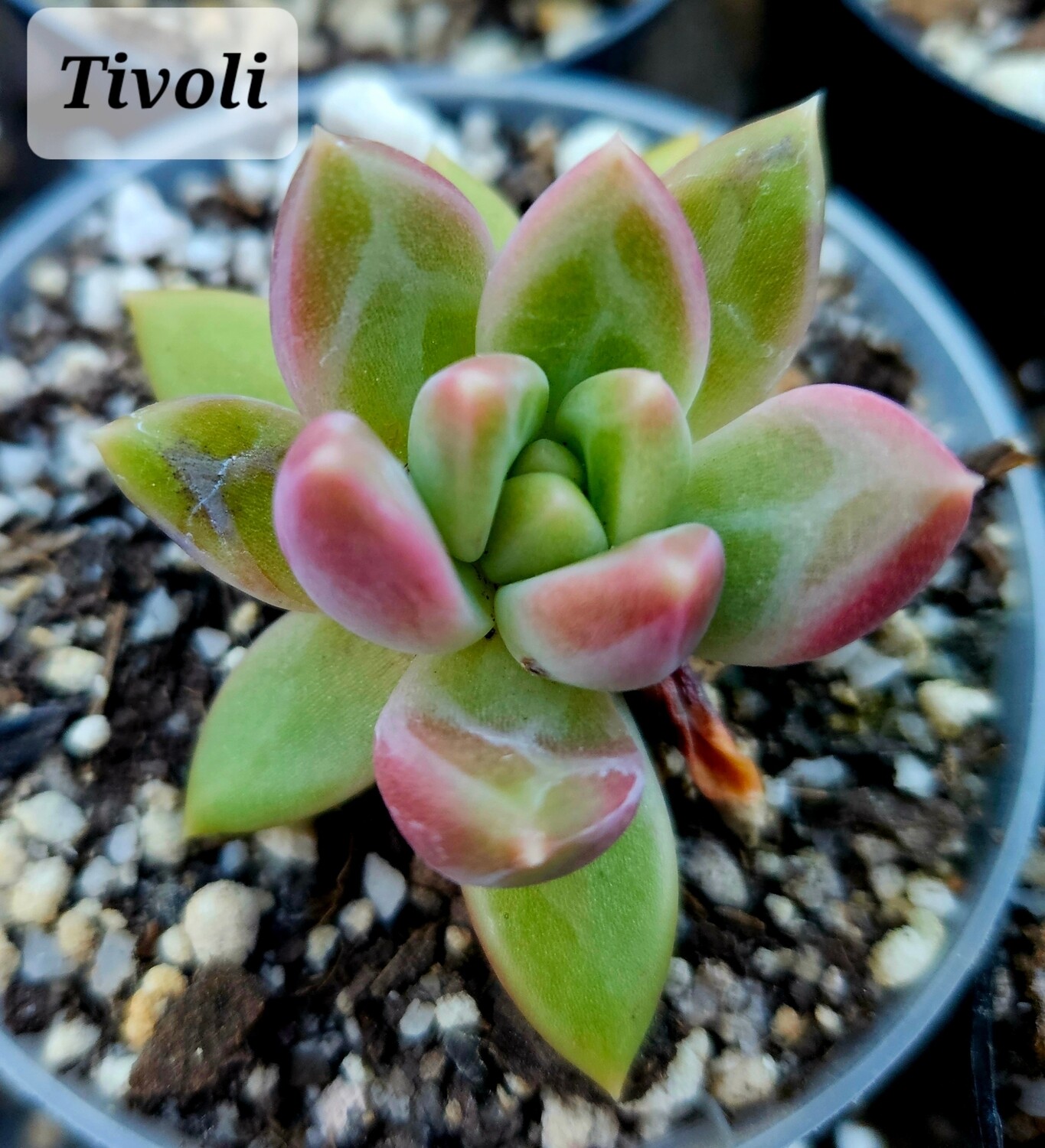 Echeveria Tivoli
