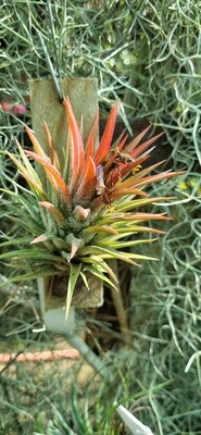 Tillandsia Ionantha var stricta