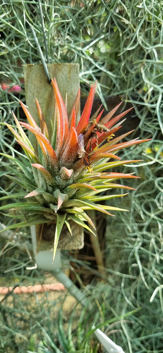 Tillandsia Ionantha var stricta