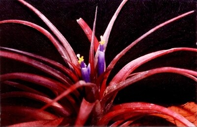 Tillandsia Brachicaulus Multiflora