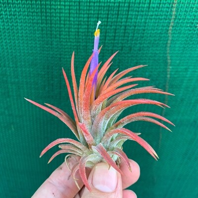 Tillandsia Ionantha tall velvet