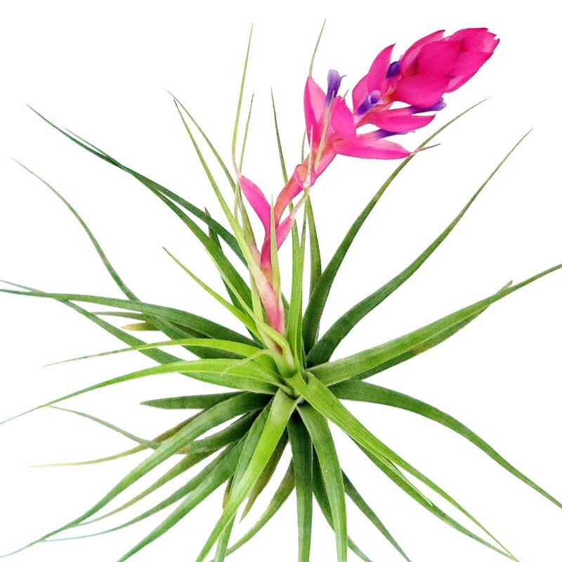 Tillandsia Stricta 