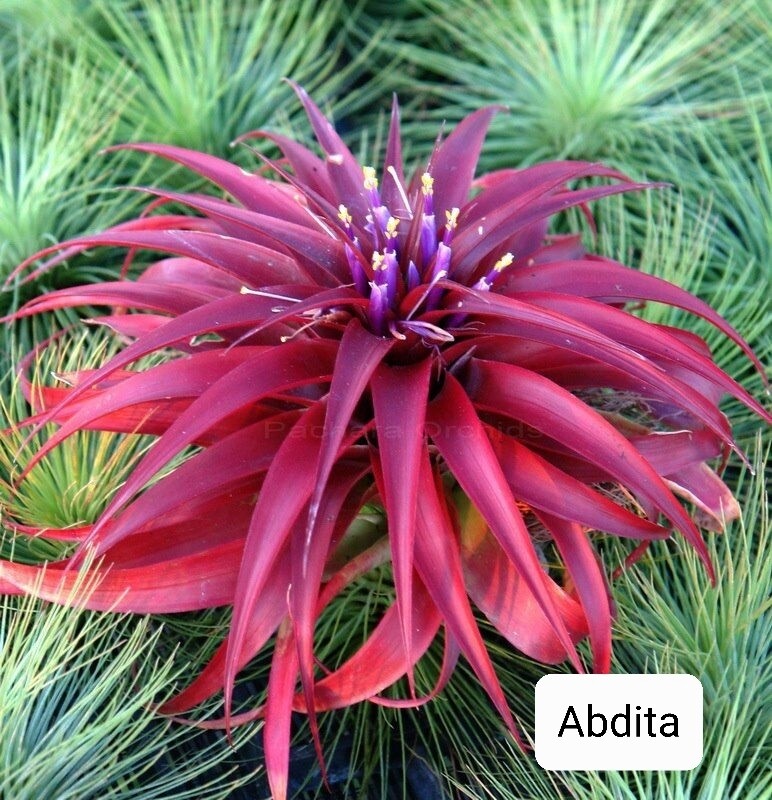 Tillandsia Abdita