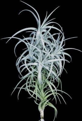 Tillandsia Sweet isabel