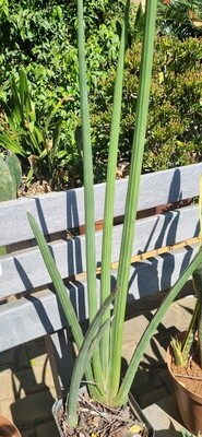 Sansevieria Elephant Toothpicks