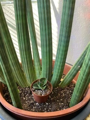 Sansevieria pieresonii. Elephant toothpick 