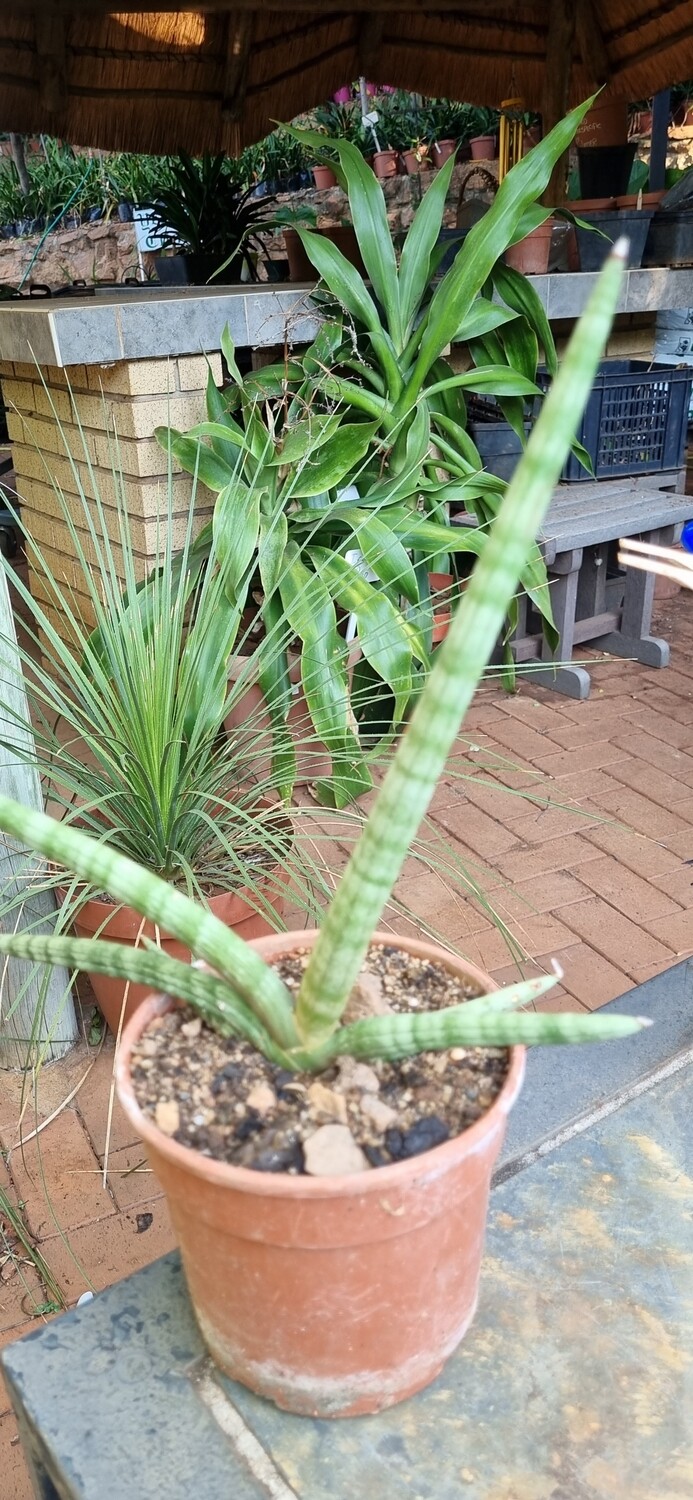 Sansevieria cylindrata