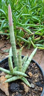 Sansevieria draceana angulensis.