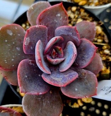 Echeveria Dusty Rose