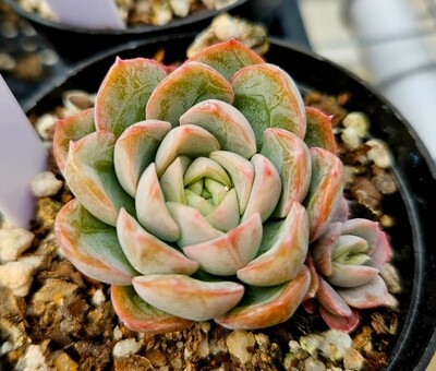Echeveria Elsha