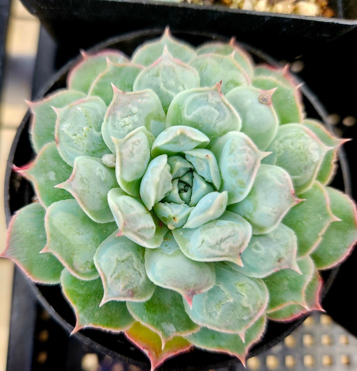 Echeveria Mexico Tears