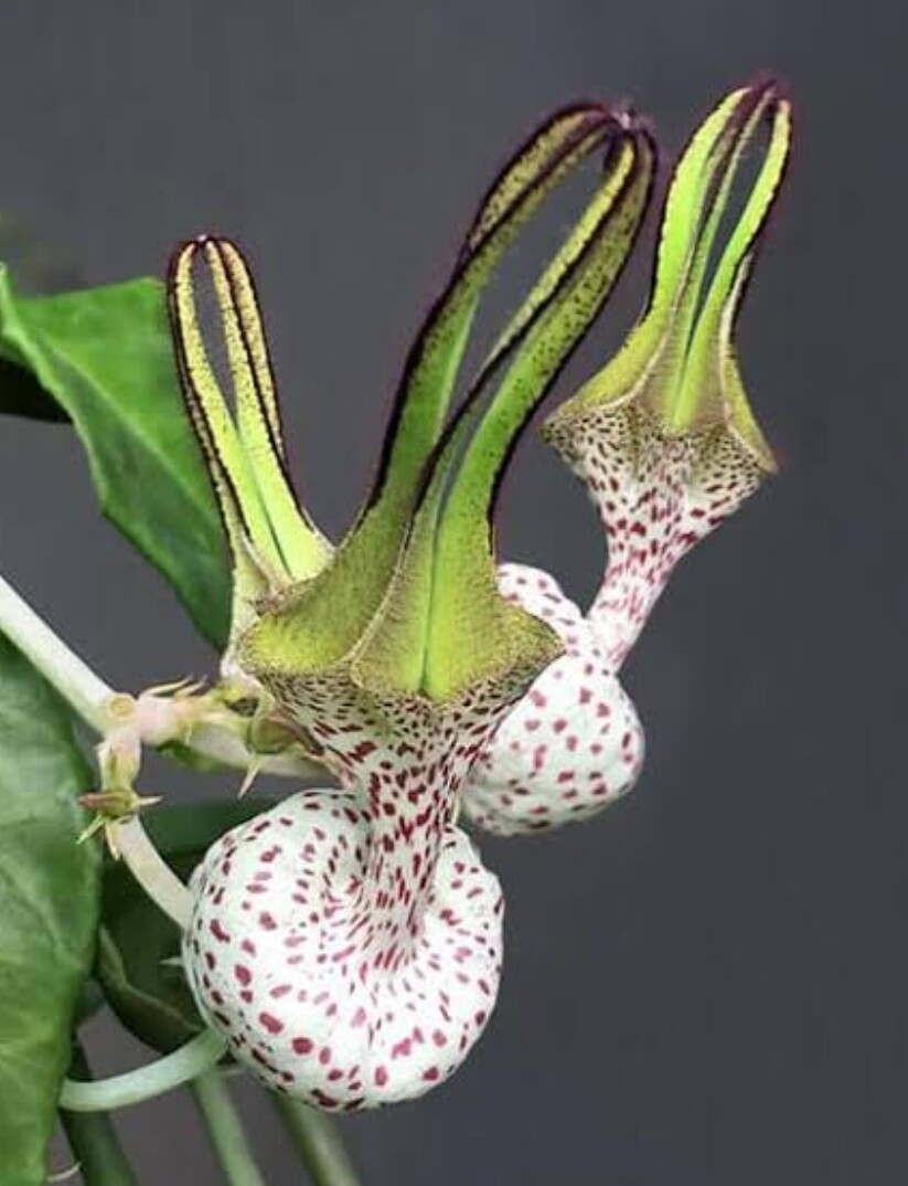 Ceropegia Robynsiana (10cm strand)