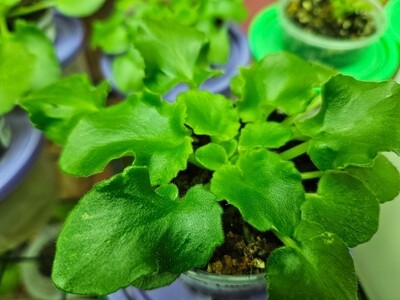 African Violet Irish Lace (semi- miniature) Starter Plant