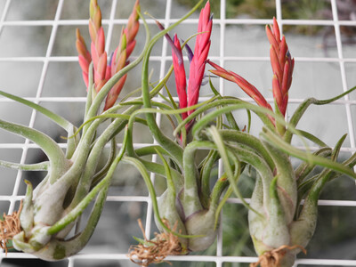 Tillandsia Caput- medusae
