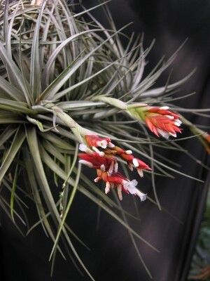 Tillandsia Vernicosa
