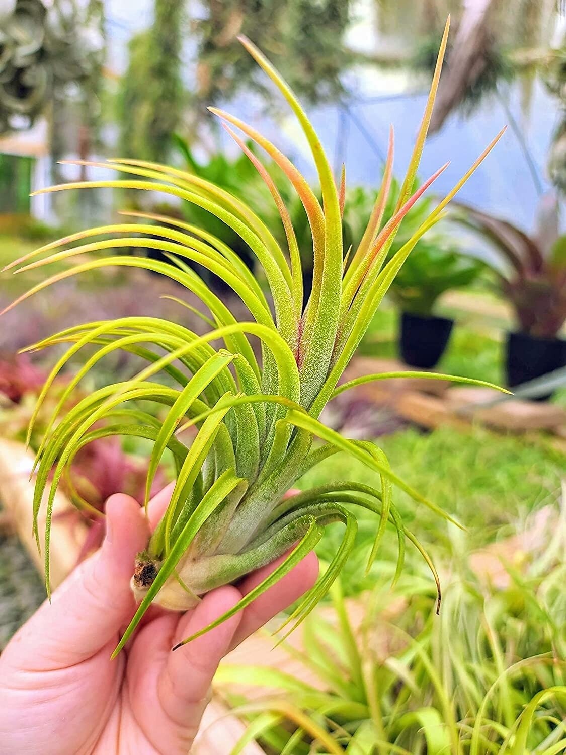 Tillandsia Victoriana