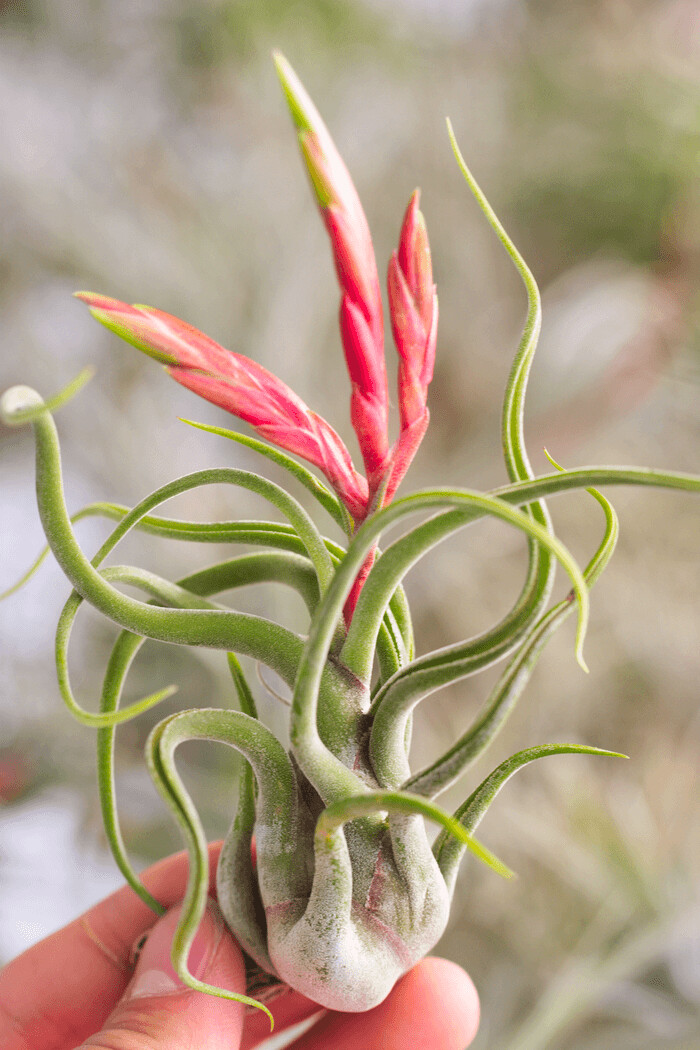 Tillandsia Caput- medusae