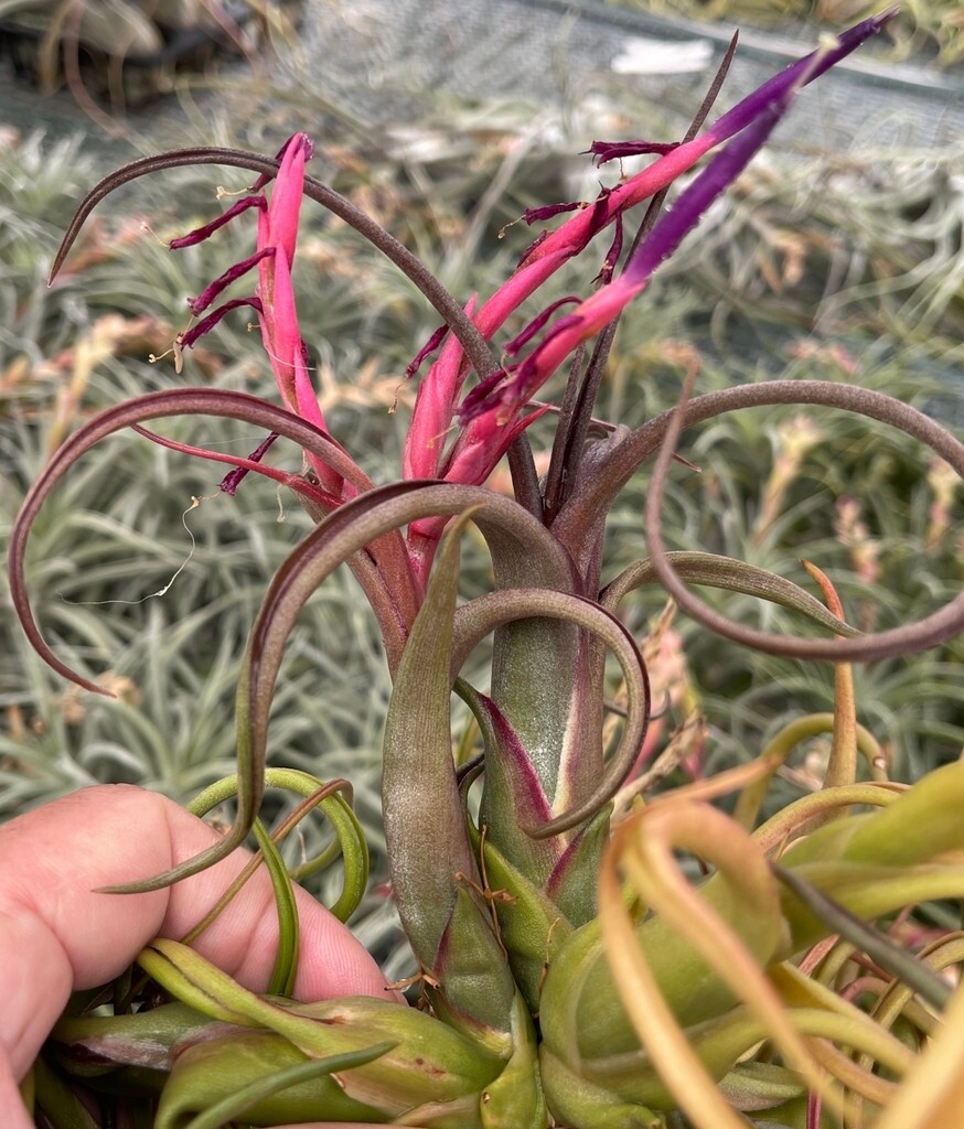 Tillandsia Paucifolia (circinnata)