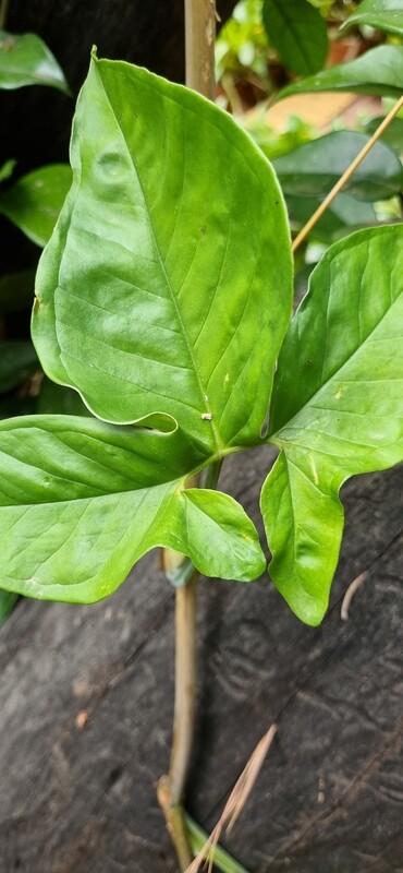 Syngonium Podophyllum var Vellozianum