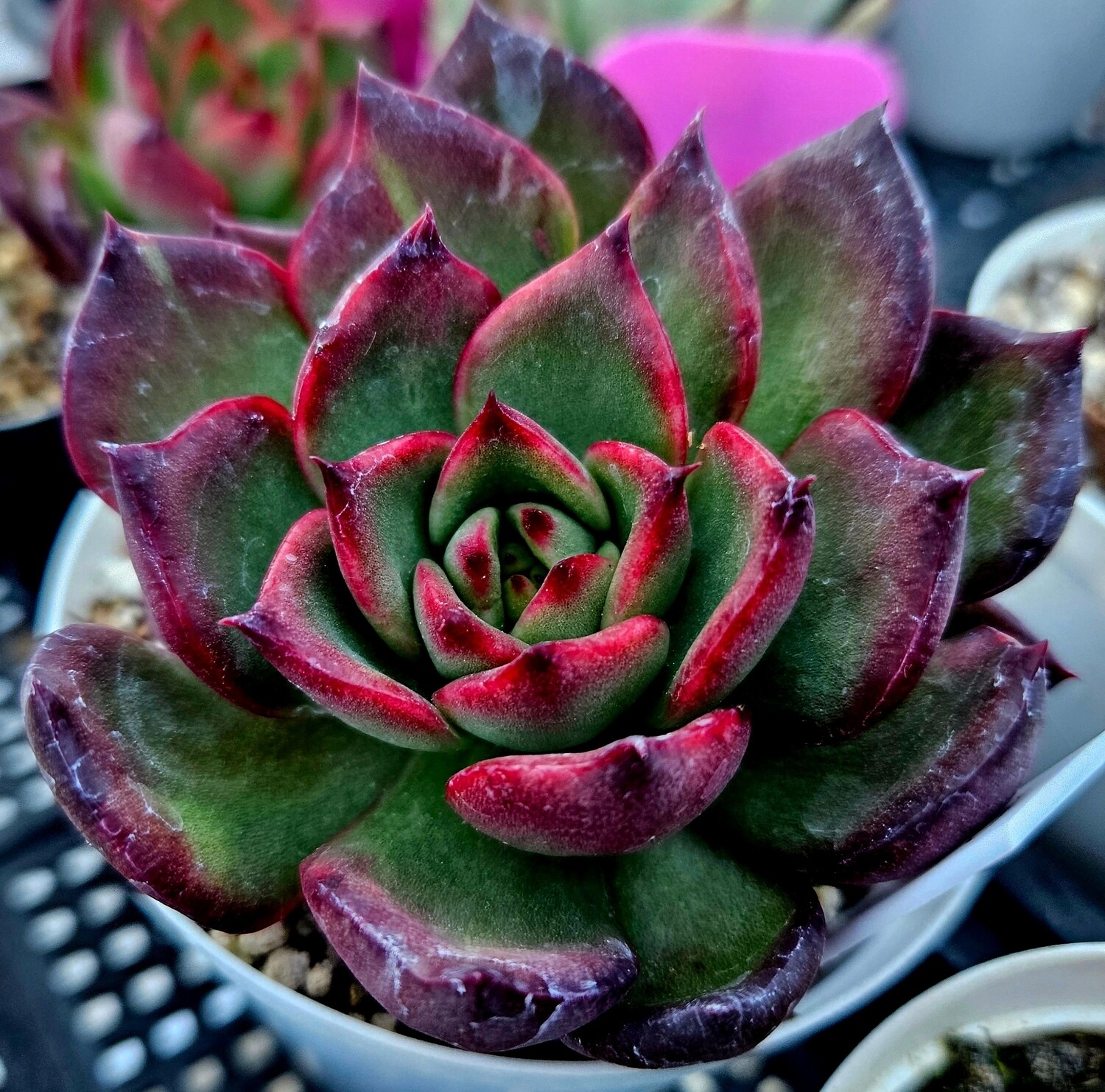 Echeveria Agavoides Rubra