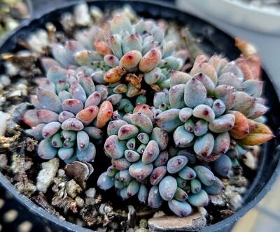 Graptopetalum blackberry