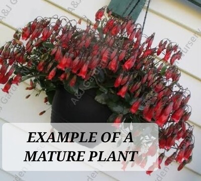 Kalanchoe Uniflora (Coral Bells) Red
