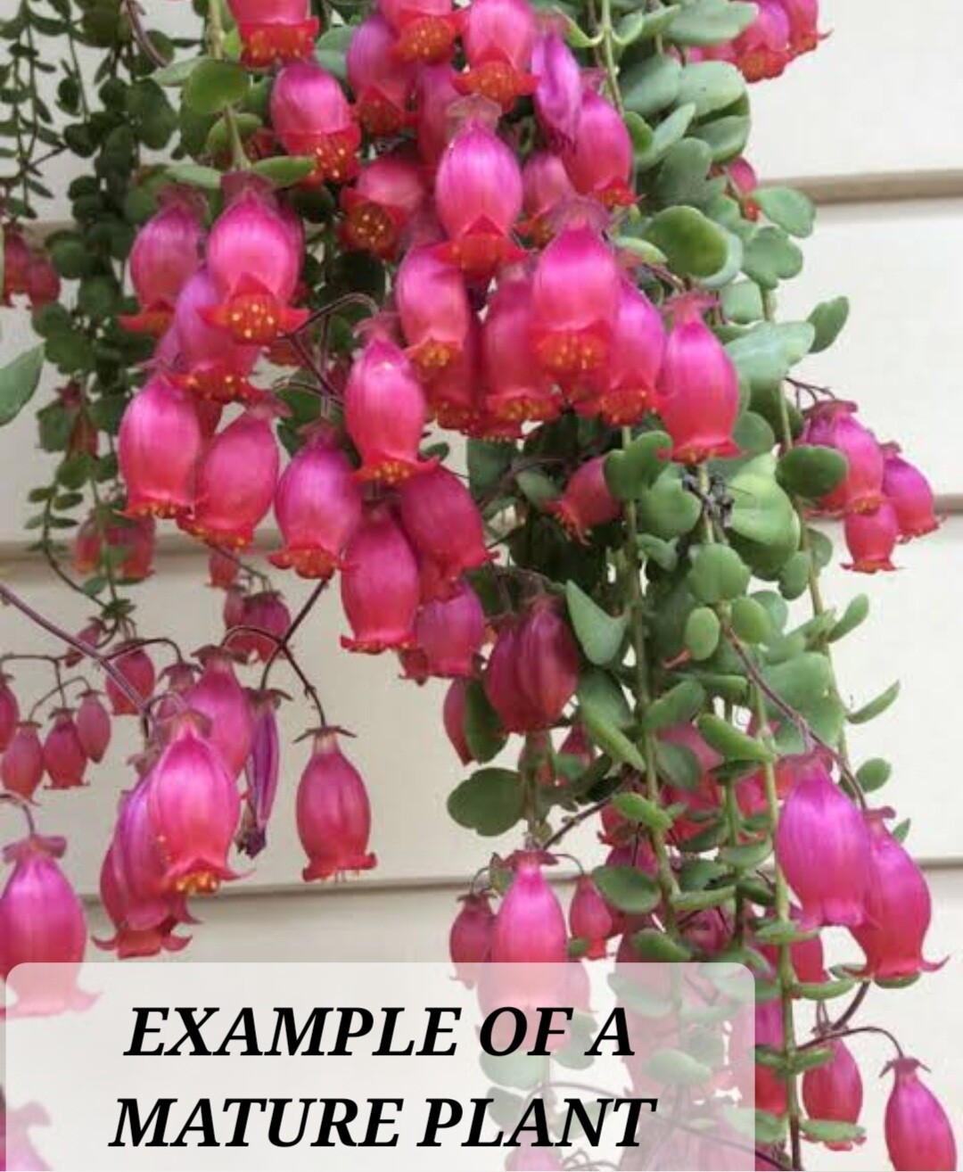 Kalanchoe Uniflora (Coral Bells) Pink