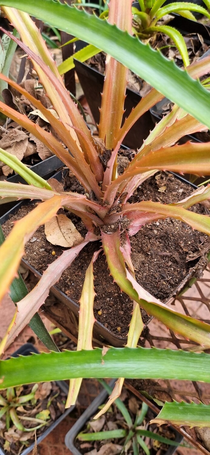 Bromeliad Pineapple plant red
