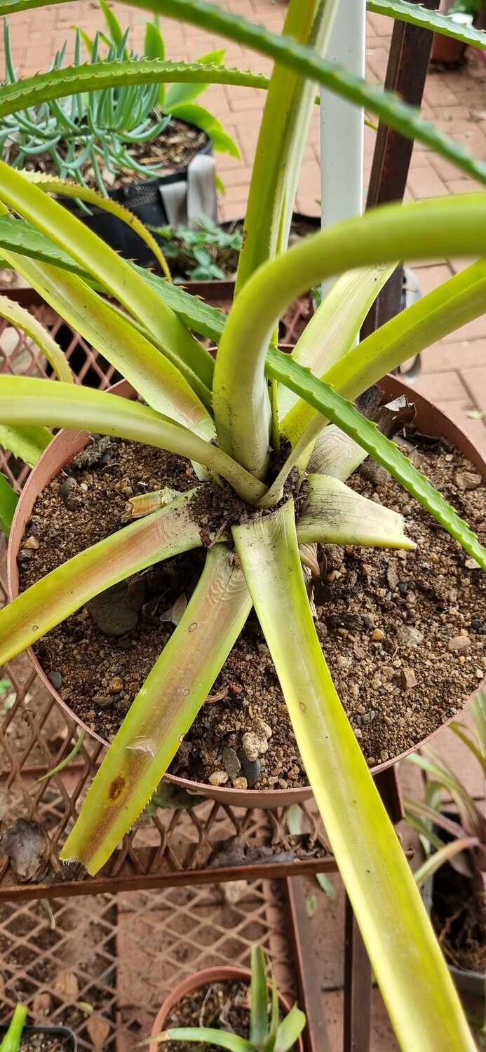 Bromeliad Pineapple plant without thorns.