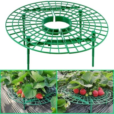 Garden Strawberry growing circle