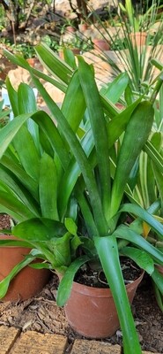 Aechm Gamospela green