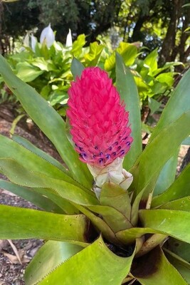 Billbergia pyramidalis variegata