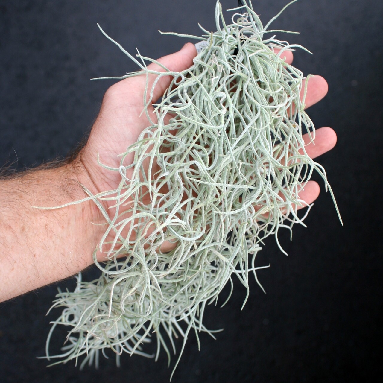 Tillandsia Usneoides - course