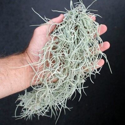 Tillandsia Usneoides - course