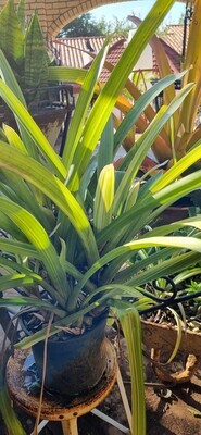 Billbergia pyramidalis variegata