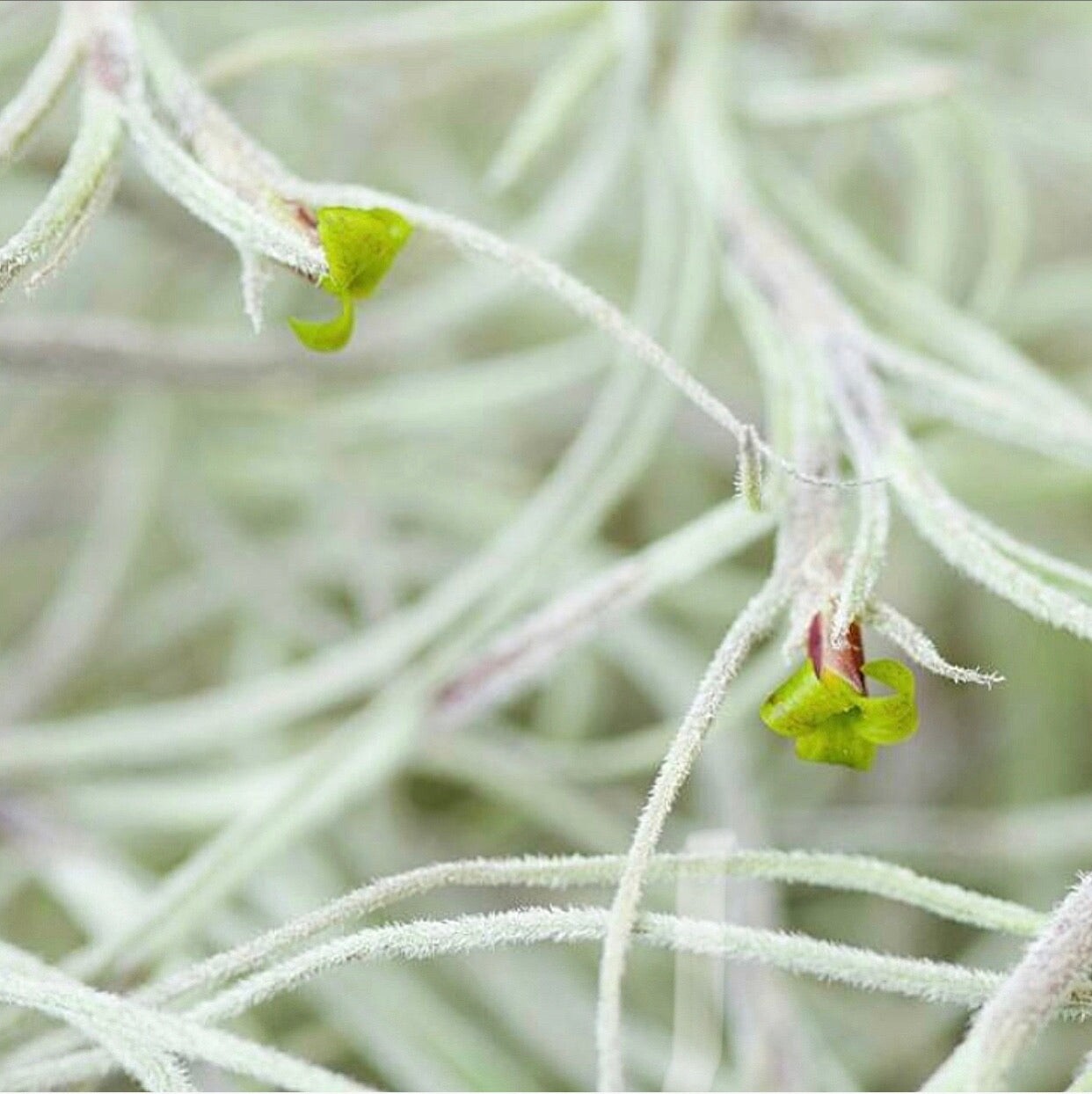 Tillandsia Usneoides fine