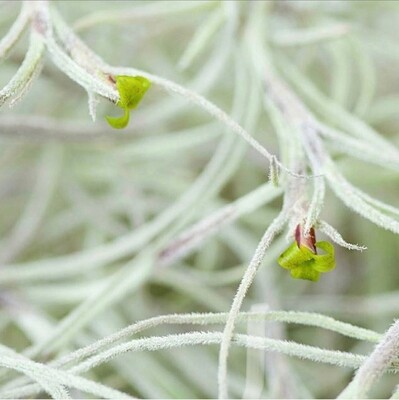 Tillandsia Usneoides fine