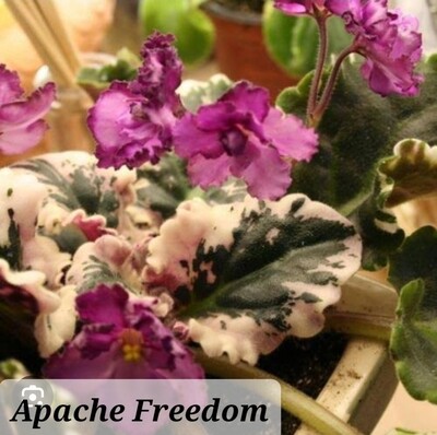 African Violet Apache Freedom Starter plant
