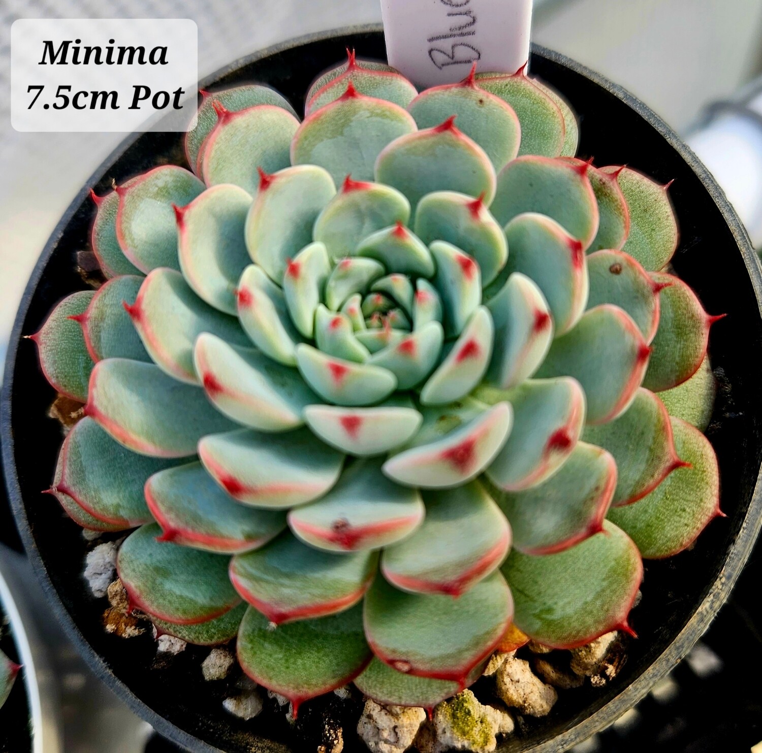 Echeveria Minima
