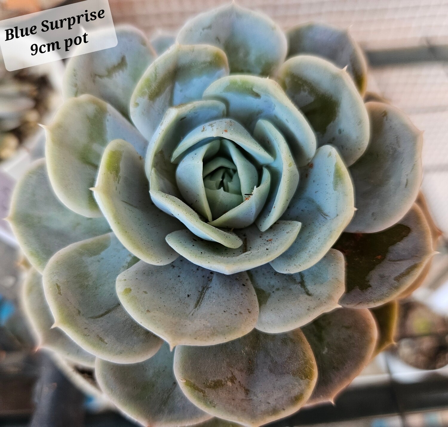 Echeveria Blue Surprise (non variegated)