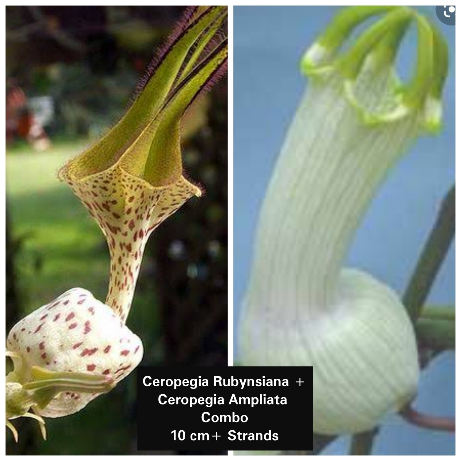 Ceropegia Combo