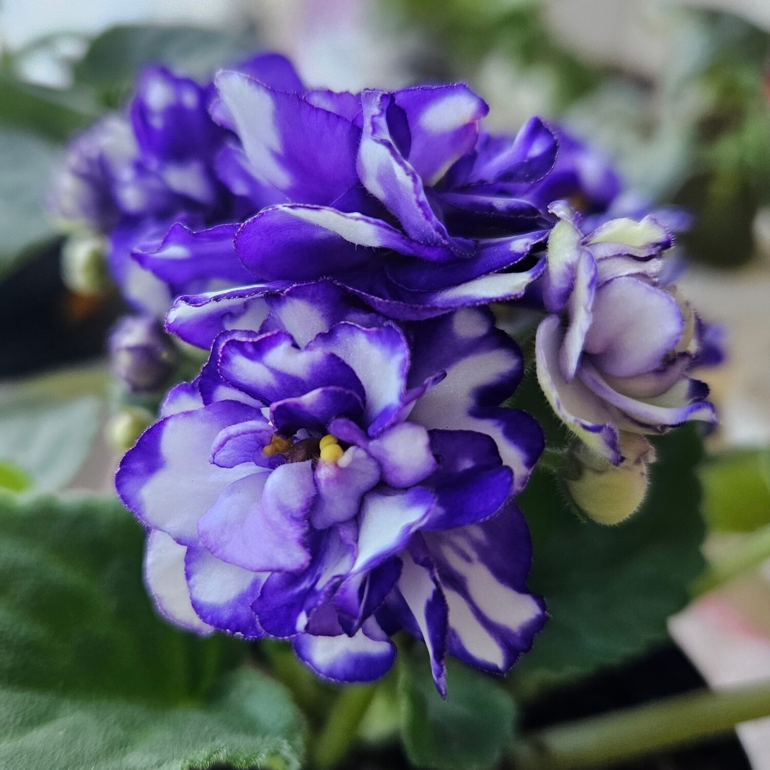 African Violet NOID 5 Starter Plant