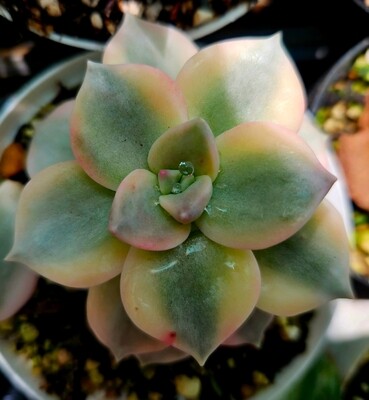 Graptopetalum Purple Delight variegated Platinum