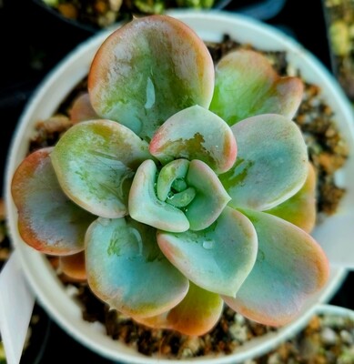 Echeveria Orpet Echeveria Orpet