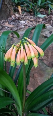 Clivia Caulescence orange