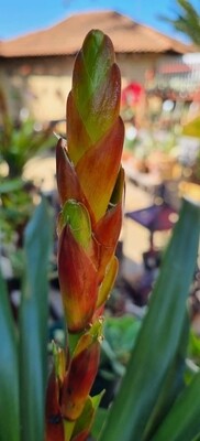 Vriesea Rooney