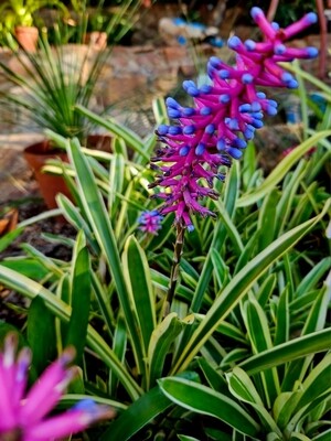 Aechm Gamospela green