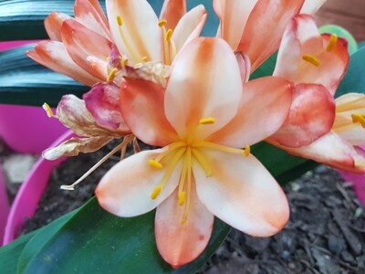 SEED Florid White Lips x Self (1pack=3seeds)
