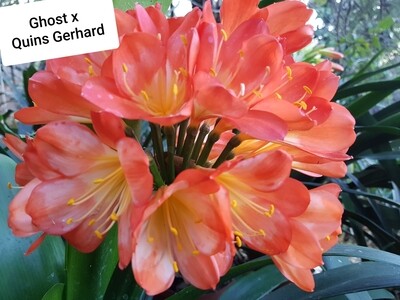SEED (Ghost x Queens Gerhard) x self 1 pack = 3 seeds